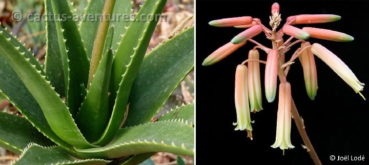 Aloe X delaetii P1120331