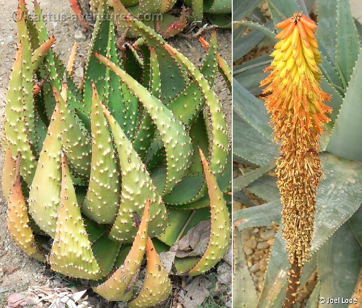 Aloe aculeata ©JLcoll.228