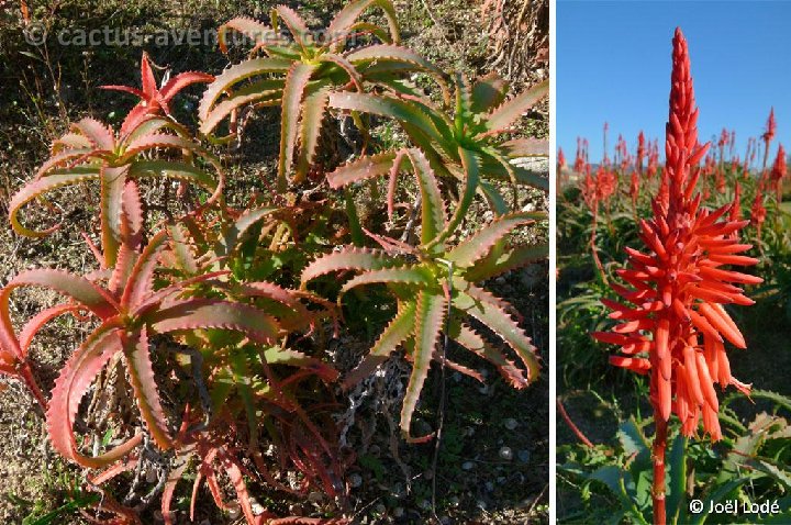 Aloe arborescens ©JLcoll.343