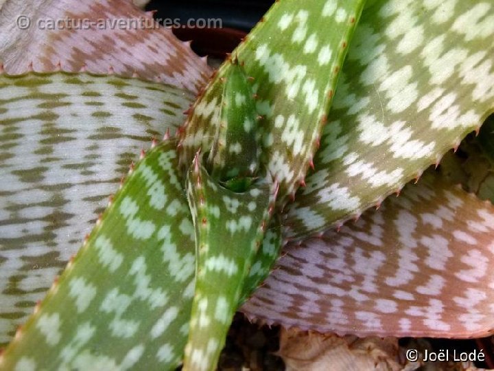 Aloe branddraiensis P1120342