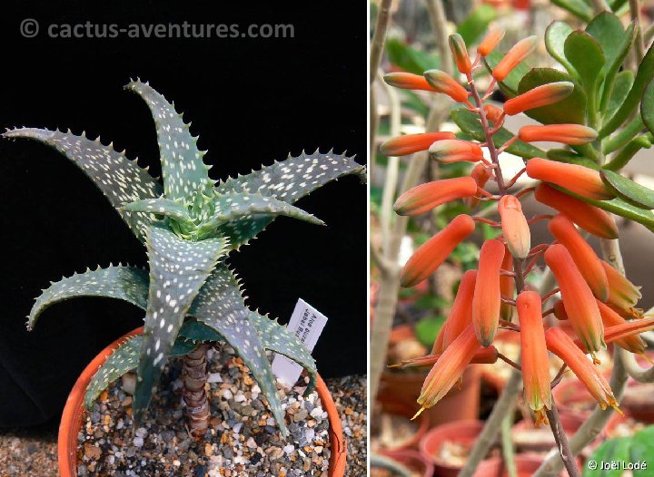 Aloe buzairiensis, Jabal Buzairi, Socotra ©JLcoll.4868