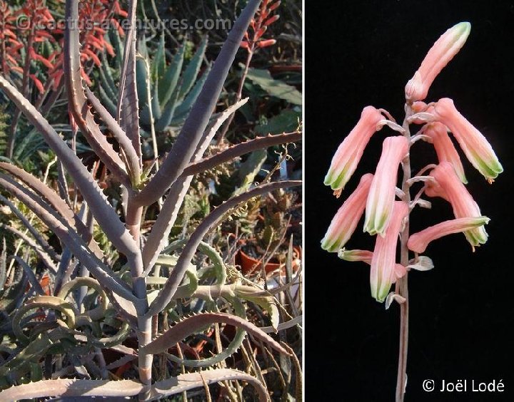 Aloe decaryi (infl.) Dscf0573