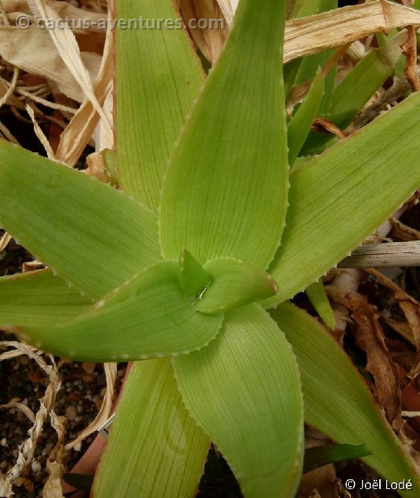 Aloe deltoideodonta v. fallax P1110026