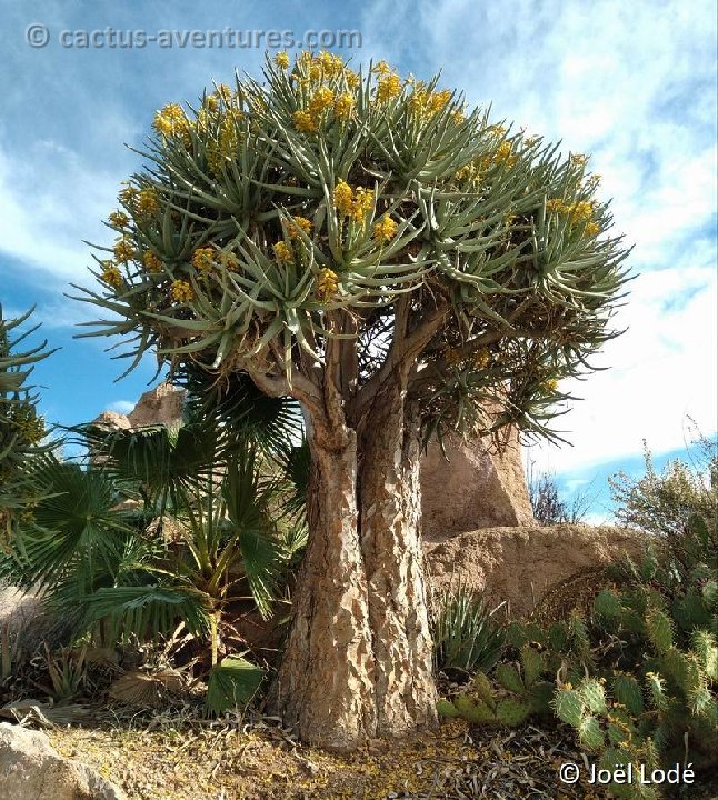 Aloe dichotoma JL20211125