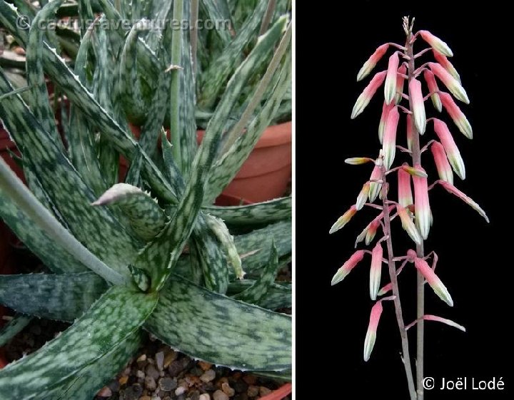 Aloe fragilis (infl.) P1000229