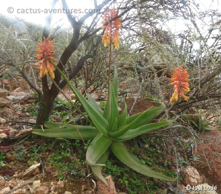 Aloe haggeherensis Haggeher Mts, Socotra ©JLcoll.4870