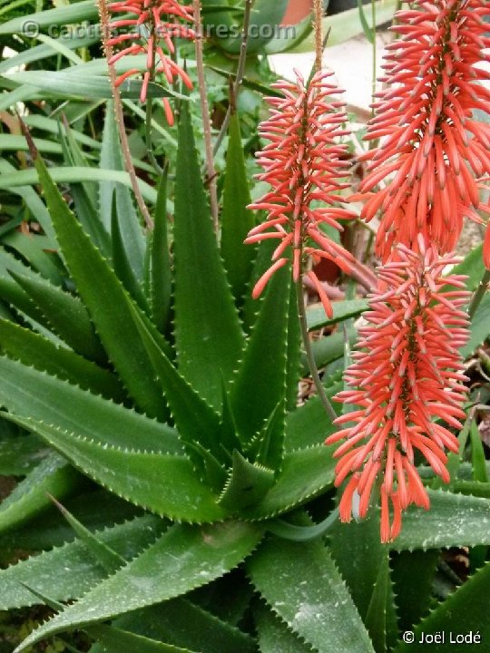 Aloe mzimbana (infl.) P1140659