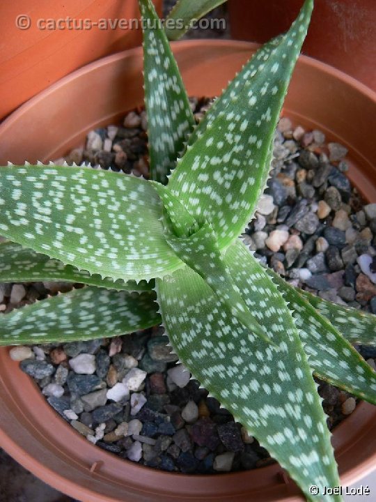 Aloe ruffingiana P1180157