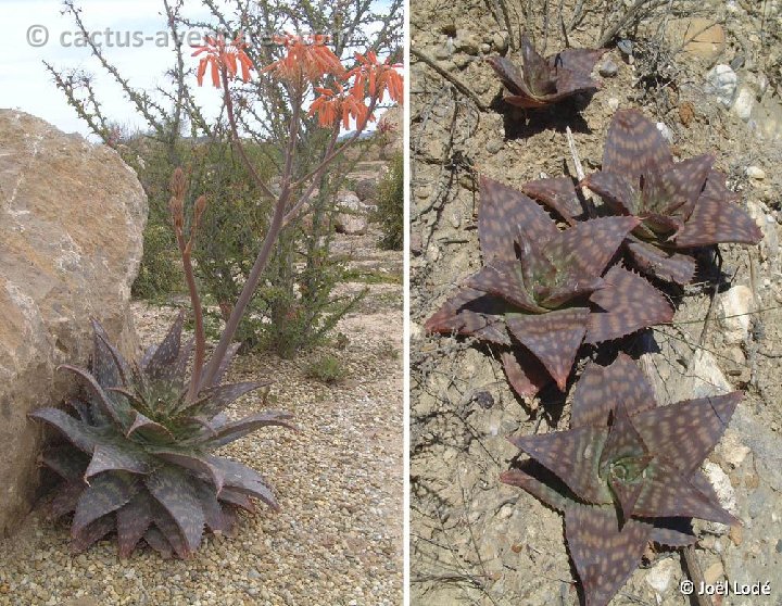 Aloe saponaria ©JLcoll.356