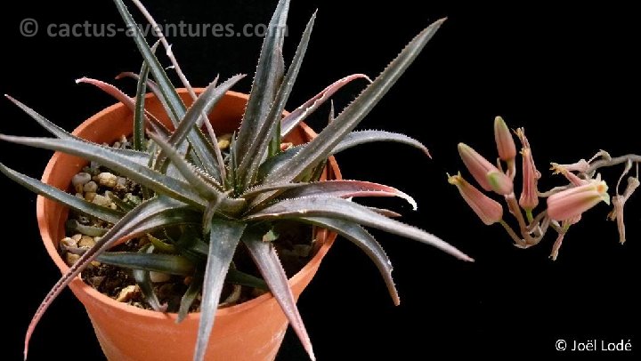 Aloe saundersii hybr. infl. P1120355