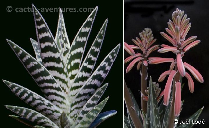 Aloe variegata ©JL