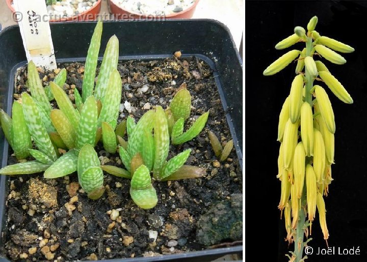 Aloe vera seedlings 2009 P1110457