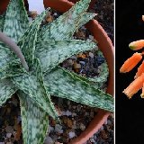 Aloe 'Dorian Black' (hybr.) small quantity