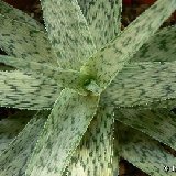 Aloe 'Snow Flakes' (hybr.)