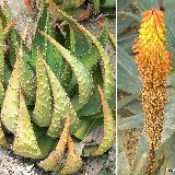 Aloe aculeata (South Africa-Zimbabwe) available 14cm Ø