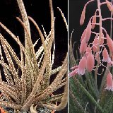 Aloe bellatula (Madagascar)