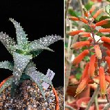 Aloe buzairiensis (Jabal Buzairi, Socotra) Exceptional! Very Rare, erect, up to 1.5m high in habitat; discovered by J.Lodé (not squarrosa!)