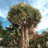 Aloe dichotoma Namaqualand, RSA 10,5/11cm