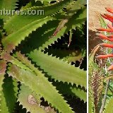 Aloe elgonica JLcoll.