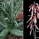 Aloe fragilis (Madagascar)