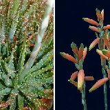 Aloe humilis (South Africa) available 10.5cm and 12cm Ø