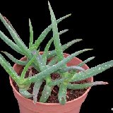 Aloe jacksonii (Ethiopia) JL