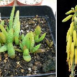 Aloe vera (Arabia) (from seedlings made in 2009)