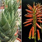 Aloe x nobilis (hybr.) available 10.5cm and 12cm Ø