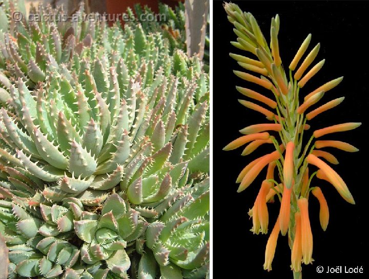 Aloe brevifolia (infl.) Dscf2148