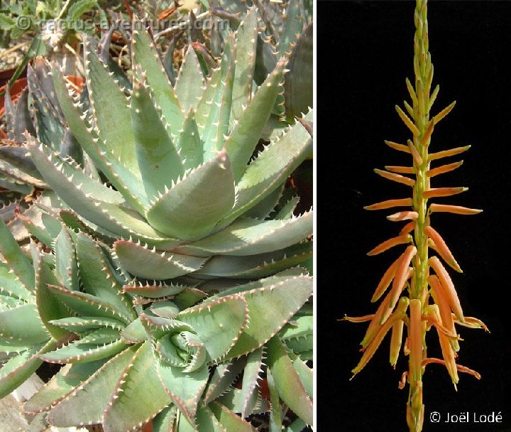Aloe brevifolia v. depressa (infl.) Dscf2146