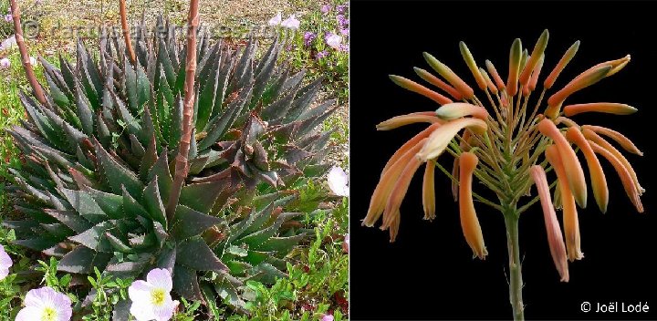 Aloe brevifolia v. postgenita (ex fosteri aff.) P1080266