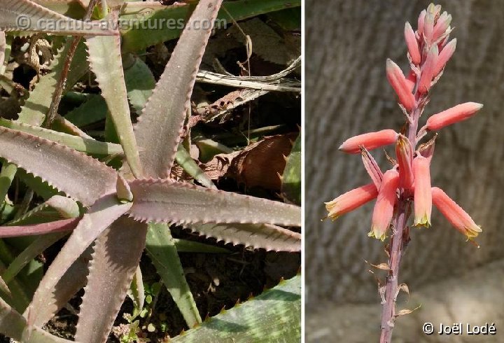 Aloe cremnophila (Somalia) P1120496