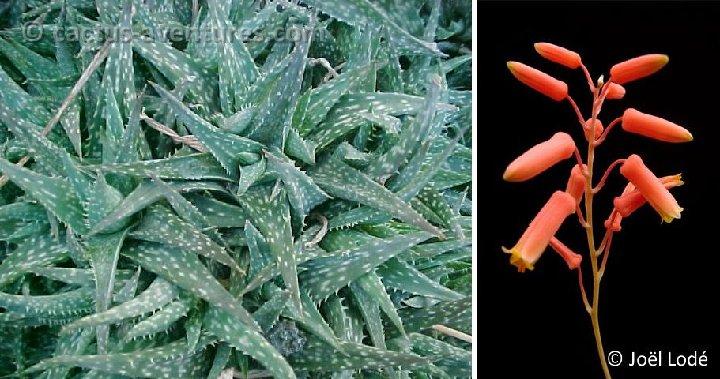 Aloe descoingsiiXrauhii (infl.)