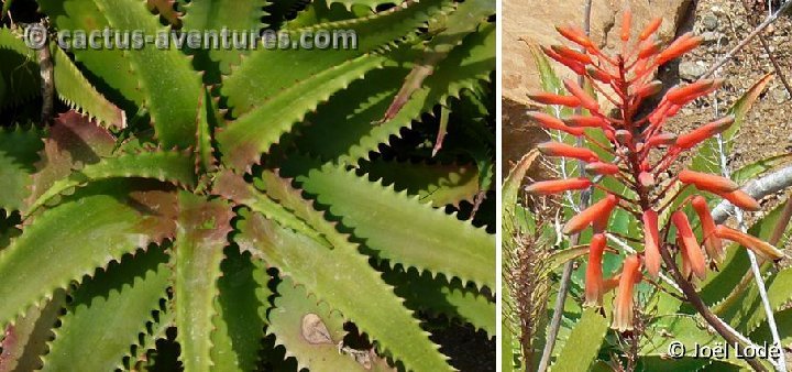Aloe elgonica (infl.) ©JL P1120518