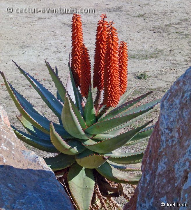 Aloe ferox ©JLcoll.286