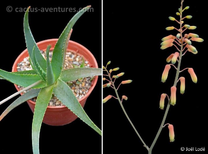 Aloe forbesii (infl.) JL DSC 2996