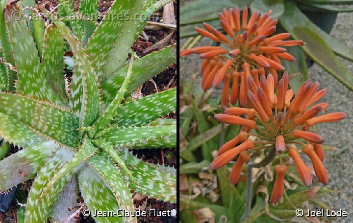 Aloe greatheadii v. davyana Fluet+JL