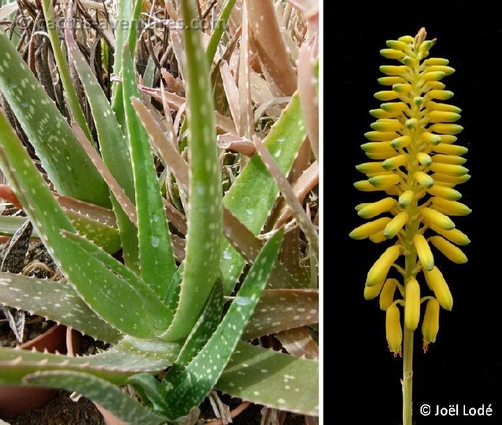Aloe officinalis (non vera) ©JLcoll.4777