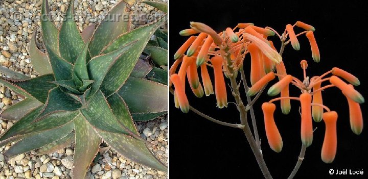 Aloe striata hybr ©JLcoll.4872