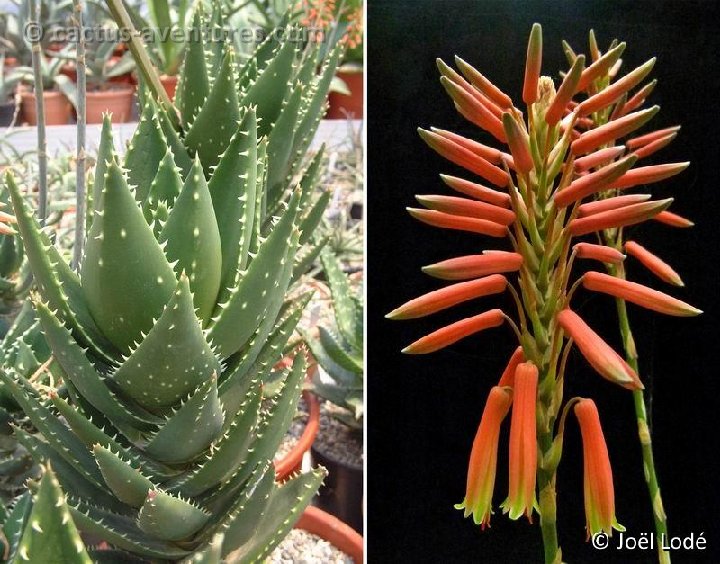 Aloe x nobilis (infl.) Dscf1265