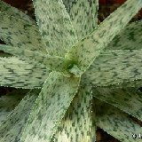 Aloe 'Snow Flakes' P1180140.JPG