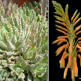 Aloe brevifolia (infl.) Dscf2148.jpg