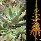 Aloe brevifolia v. depressa (infl.) Dscf2146.jpg