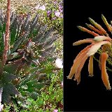 Aloe brevifolia v. postgenita (ex fosteri aff.) P1080266.jpg