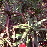 Aloe cameronii 145.jpg