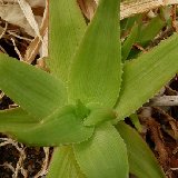 Aloe deltoideodonta v. fallax P1110026.JPG