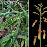 Aloe dumetorum Marsabit, Kenya ©JLcoll.281.jpg