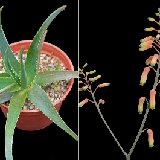 Aloe forbesii (infl.) JL DSC_2996.jpg