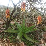 Aloe haggeherensis Haggeher Mts, Socotra ©JLcoll.4870.jpg