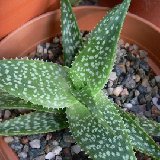 Aloe ruffingiana P1180157.JPG